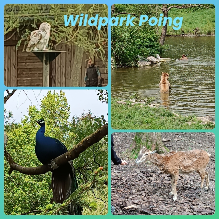 Collage Poing Wildpark 