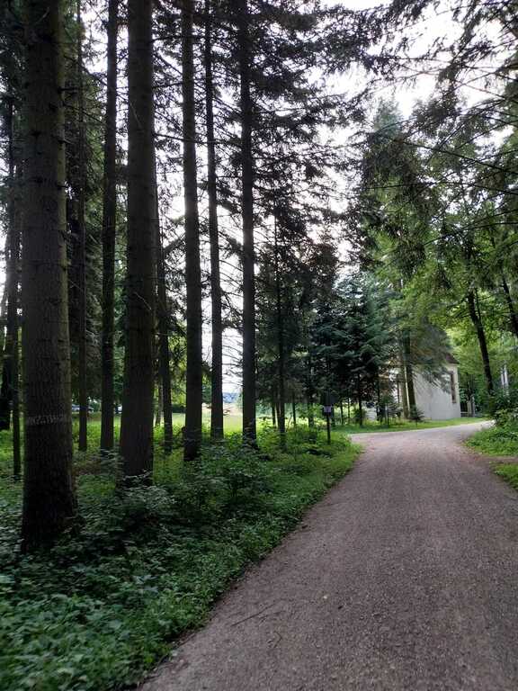 Waldweg
